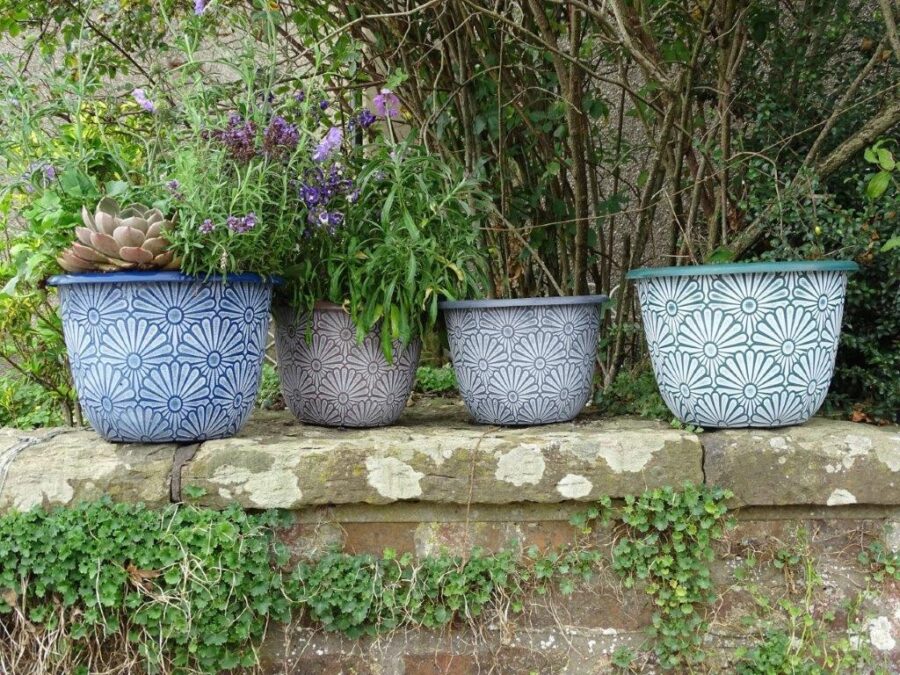 Sunny Planter - Anglo Eastern Trading